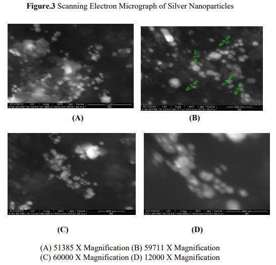 Bio-synthesis of silver nano particles from marine alga Halymenia Poryphyroides and its antibacterial efficacy - Image 4