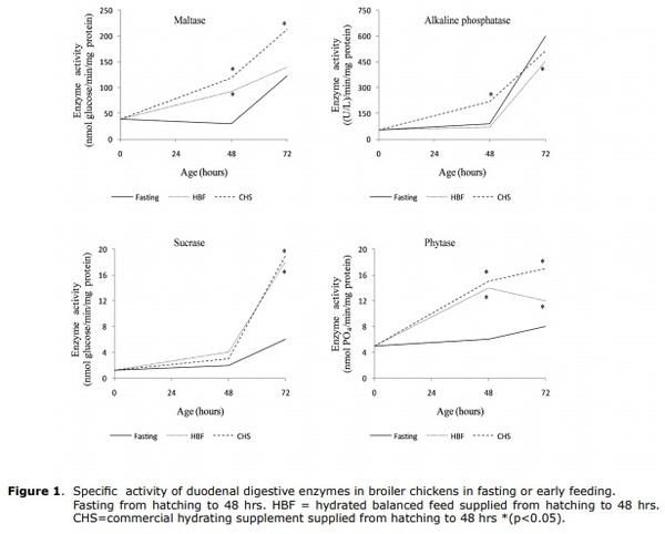 Early feeding to modify digestive enzyme activity in broiler chickens - Image 4