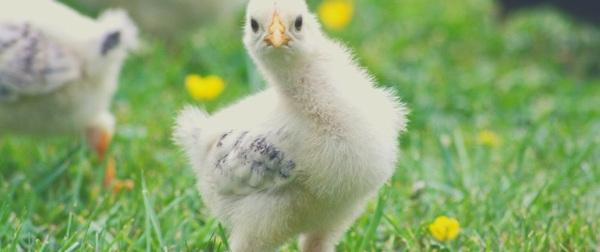 Sustainability and animal welfare - Image 2