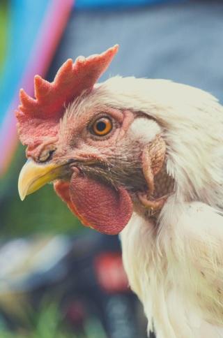 Sustainability and animal welfare - Image 3