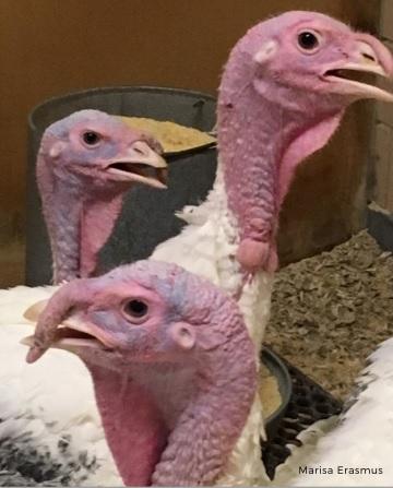 Heat stress in poultry - Image 2