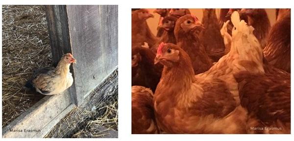 Heat stress in poultry - Image 3