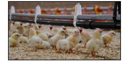 How to Minimize Litter Caking Issues at the Beginning of a Flock - Image 1