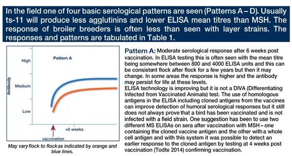 Serology after ts-11 and MSH mycoplasma vaccination - Image 2