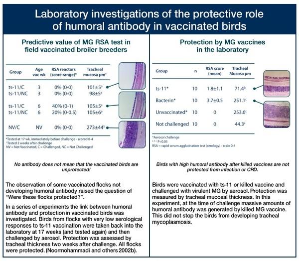 Serology after ts-11 and MSH mycoplasma vaccination - Image 4