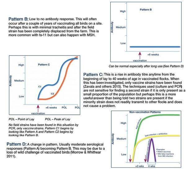 Serology after ts-11 and MSH mycoplasma vaccination - Image 3