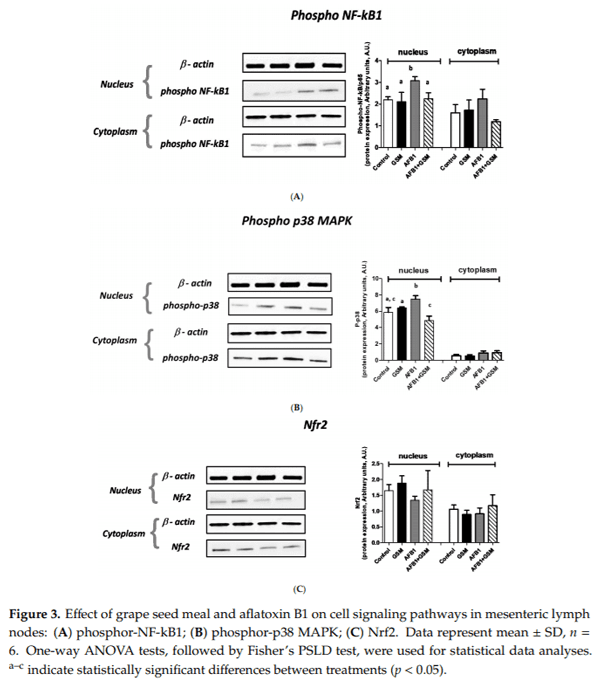 Grape Seed Waste Counteracts Aflatoxin B1 Toxicity in Piglet Mesenteric Lymph Nodes - Image 3