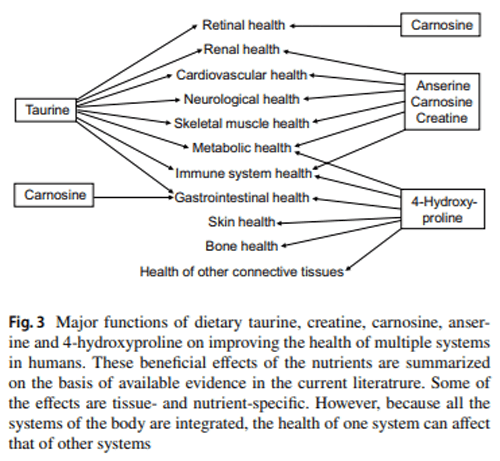 Important roles of dietary taurine, creatine, carnosine, anserine and 4-hydroxyproline in human nutrition and health - Image 7