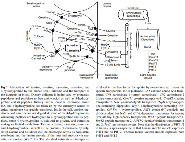 Important roles of dietary taurine, creatine, carnosine, anserine and 4-hydroxyproline in human nutrition and health - Image 2