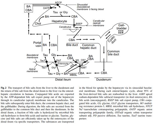 Important roles of dietary taurine, creatine, carnosine, anserine and 4-hydroxyproline in human nutrition and health - Image 3