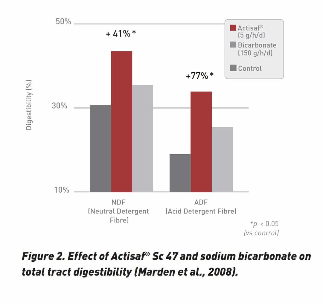 Actisaf® Sc 47 yeast probiotic boosts feed efficiency and performance - Image 3