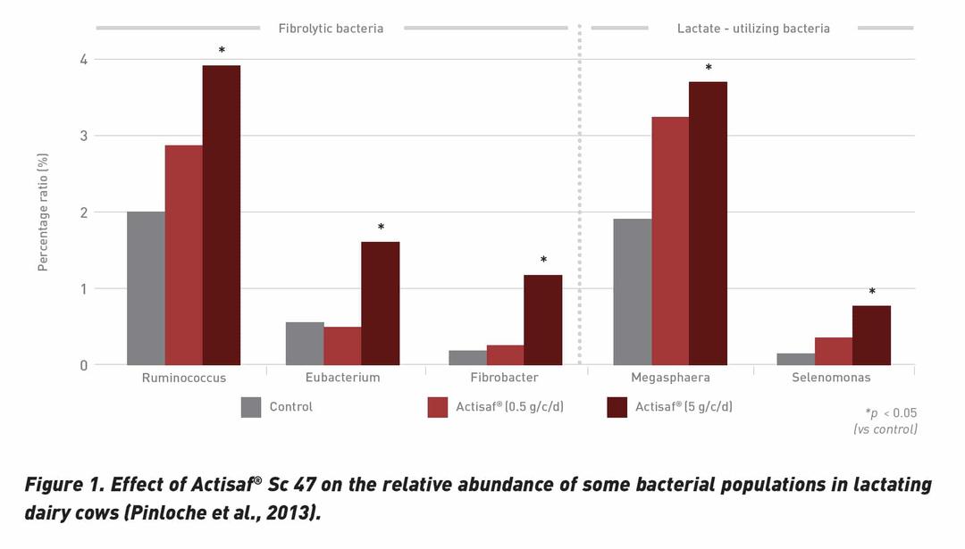 Actisaf® Sc 47 yeast probiotic boosts feed efficiency and performance - Image 2