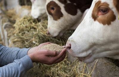 Actisaf® Sc 47 yeast probiotic boosts feed efficiency and performance - Image 1