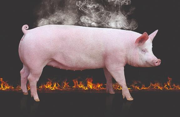 The power of yeast probiotics to combat heat stress in pigs - Image 1