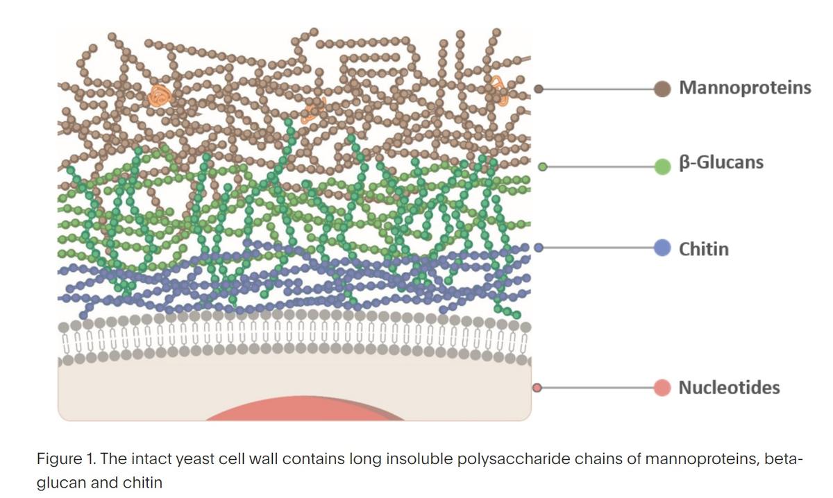 Yeast products in the feeding of monogastric animals – what is important for their functionality - Image 1