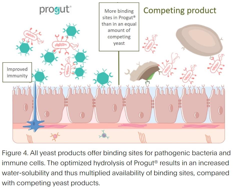 Yeast products in the feeding of monogastric animals – what is important for their functionality - Image 7