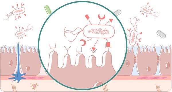 Yeast products in the feeding of monogastric animals – what is important for their functionality - Image 1