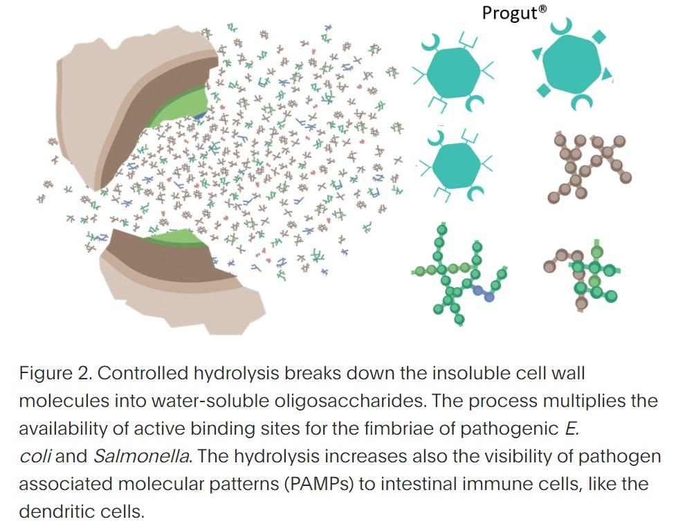 Yeast products in the feeding of monogastric animals – what is important for their functionality - Image 3