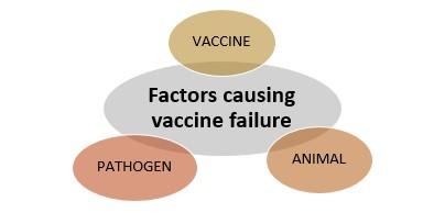 Vaccine failures in poultry - Image 1