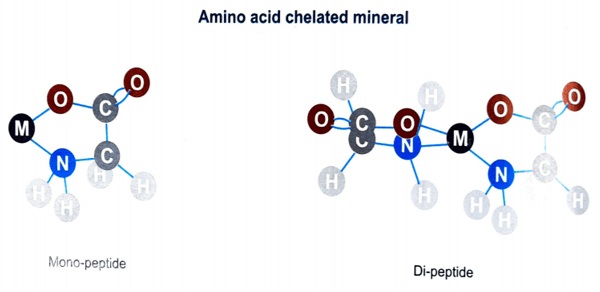 Trace minerals are vital for cattle performance - Image 7