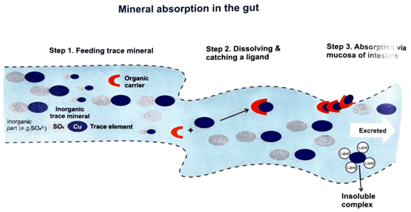 Trace minerals are vital for cattle performance - Image 3