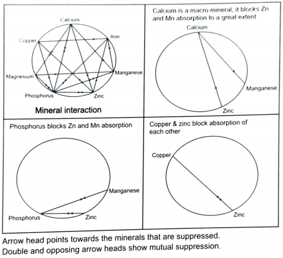 Trace minerals are vital for cattle performance - Image 4