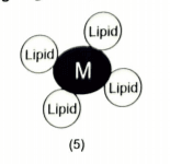 Trace minerals are vital for cattle performance - Image 6