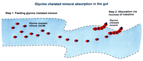 Trace minerals are vital for cattle performance - Image 13