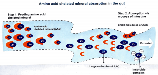 Trace minerals are vital for cattle performance - Image 14