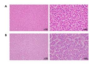 Choline in animal nutrition: Its role, sources and new approaches - Image 3