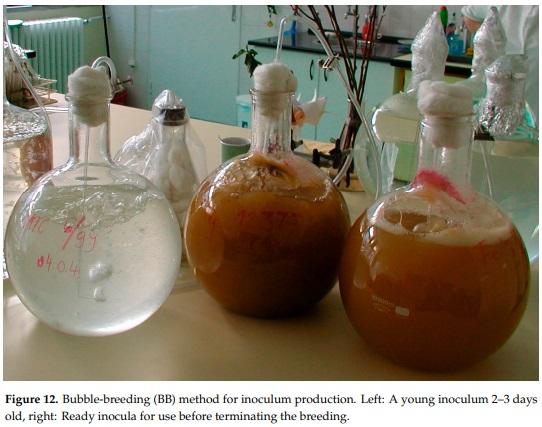 The Influence of the Dilution Rate on the Aggressiveness of Inocula and the Expression of Resistance against Fusarium Head Blight in Wheat - Image 14