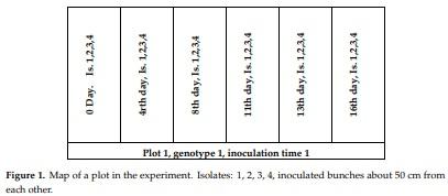 Methodical Considerations and Resistance Evaluation against Fusarium graminearum and F. culmorum Head Blight in Wheat. Part 3. Susceptibility Window and Resistance Expression - Image 2