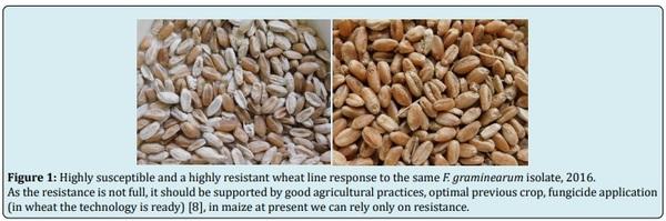 How to Avoid Toxigenic Problems in Animal Husbandry? - Image 1