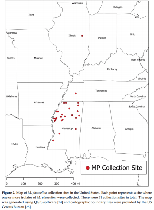 First Report of the Production of Mycotoxins and Other Secondary Metabolites by Macrophomina phaseolina (Tassi) Goid. Isolates from Soybeans (Glycine max L.) Symptomatic with Charcoal Rot Disease - Image 2