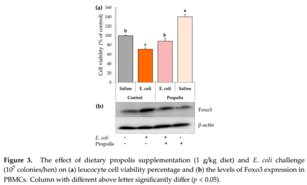 Modulating Laying Hens Productivity and Immune Performance in Response to Oxidative Stress Induced by E. coli Challenge Using Dietary Propolis Supplementation - Image 7