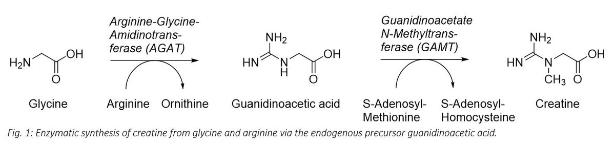 Improving poultry health – does creatine offer new possibilities? - Image 1