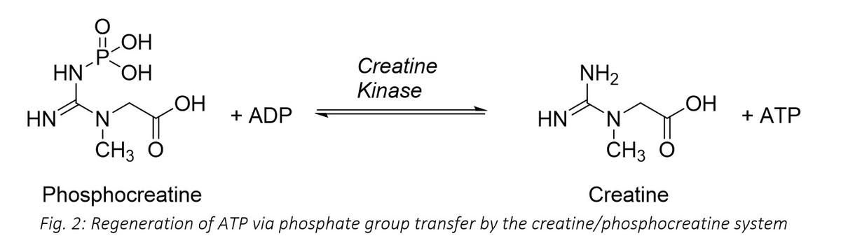 Improving poultry health – does creatine offer new possibilities? - Image 2