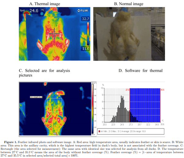 Effect of dietary methionine content on growth performance, carcass traits, and feather growth of Pekin duck from 15 to 35 days of age - Image 3