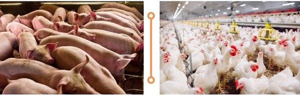 Role of Lipids in animal feed - Image 1