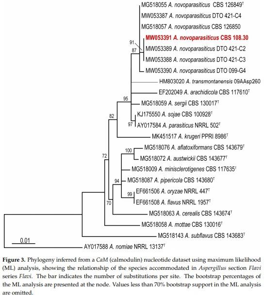 Revisiting an Aspergillus flavus Strain Isolated from an Egyptian Sugarcane Field in 1930 - Image 3