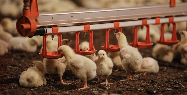 Solutions against foot pad dermatitis in broilers and turkeys - Image 1