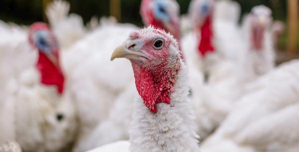 Solutions against foot pad dermatitis in broilers and turkeys - Image 3