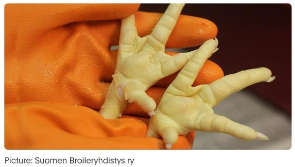 Solutions against foot pad dermatitis in broilers and turkeys - Image 1
