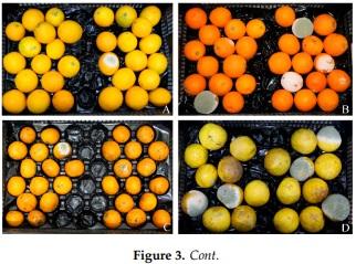 Protection of Citrus Fruits from Postharvest Infection with Penicillium digitatum and Degradation of Patulin by Biocontrol Yeast Clavispora lusitaniae 146 - Image 4