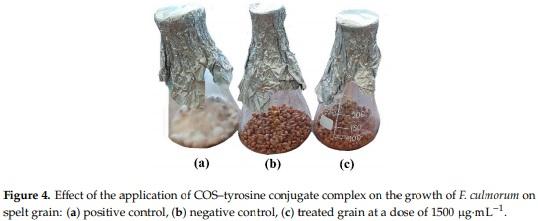 Antifungal Activity of Chitosan Oligomers–Amino Acid Conjugate Complexes against Fusarium culmorum in Spelt (Triticum spelta L.) - Image 6