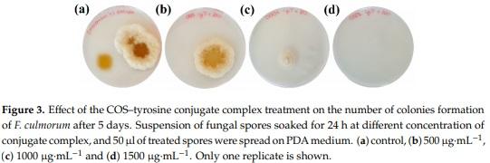 Antifungal Activity of Chitosan Oligomers–Amino Acid Conjugate Complexes against Fusarium culmorum in Spelt (Triticum spelta L.) - Image 5