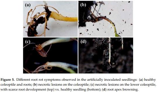 Antifungal Activity against Fusarium culmorum of Stevioside, Silybum marianum Seed Extracts, and Their Conjugate Complexes - Image 6