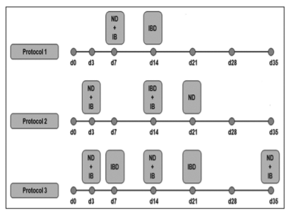 Figure-1: Schematic diagram of protocols vaccine used in the flocks (d: day of vaccine). ND: Newcastle disease, IB: Infectious bronchitis, and IBD: Infectious bursal disease.