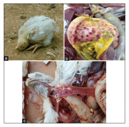 Figure-2: Clinical signs and lesions observed. (a) Torticollis, (b) proventriculitis, (c) tracheitis.