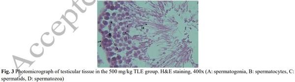 Evaluation of Sperm Parameters, Reproductive Hormones, Histological Criteria, and Testicular Spermatogenesis Using Turnip Leaf (Brassica Rapa) Hydroalcoholic Extract in Male Rats: An Experimental Study - Image 6